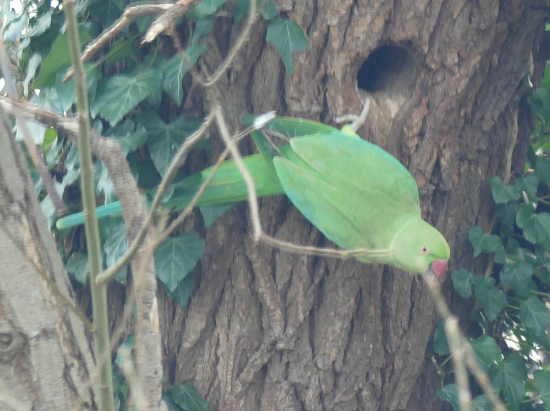 Bedfont Lakes Country Park景点图片