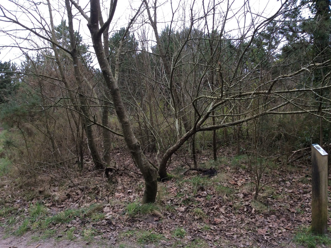 Foret domaniale de Santec景点图片