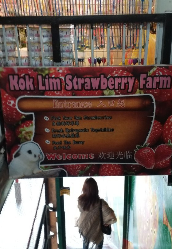 Kok Lim Strawberry Farm景点图片