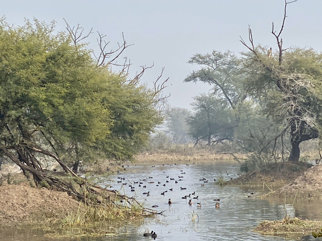 Bharatpur Bird Sanctuary景点图片