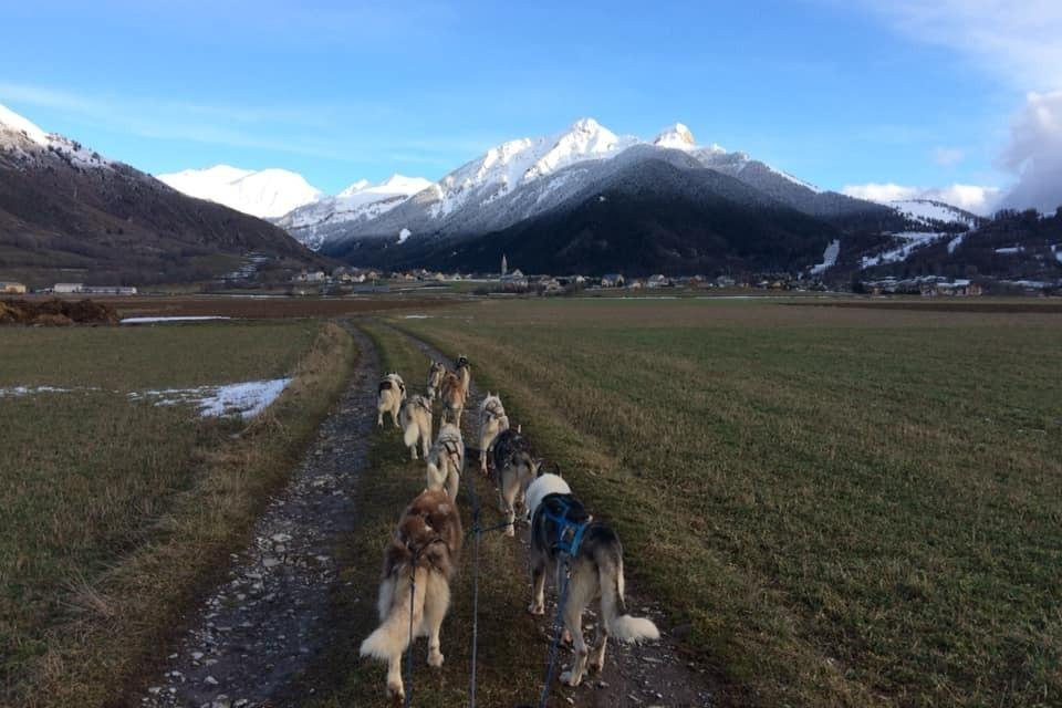Travel Dog景点图片