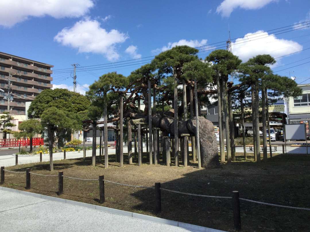 Kinugasa no Matsu-名取市必去景点