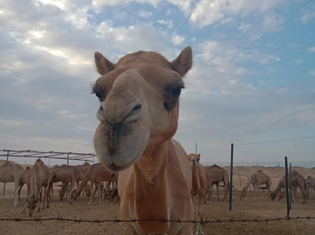 AbuDhabi-阿布扎比必去景点