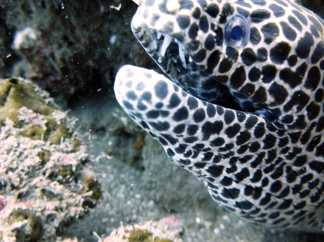 Amed Sea Stars Diving景点图片
