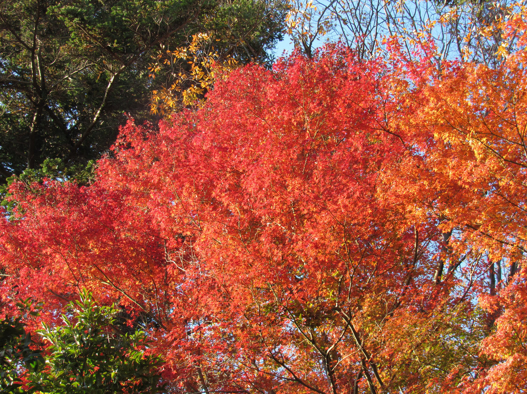 Odawara Kokian景点图片