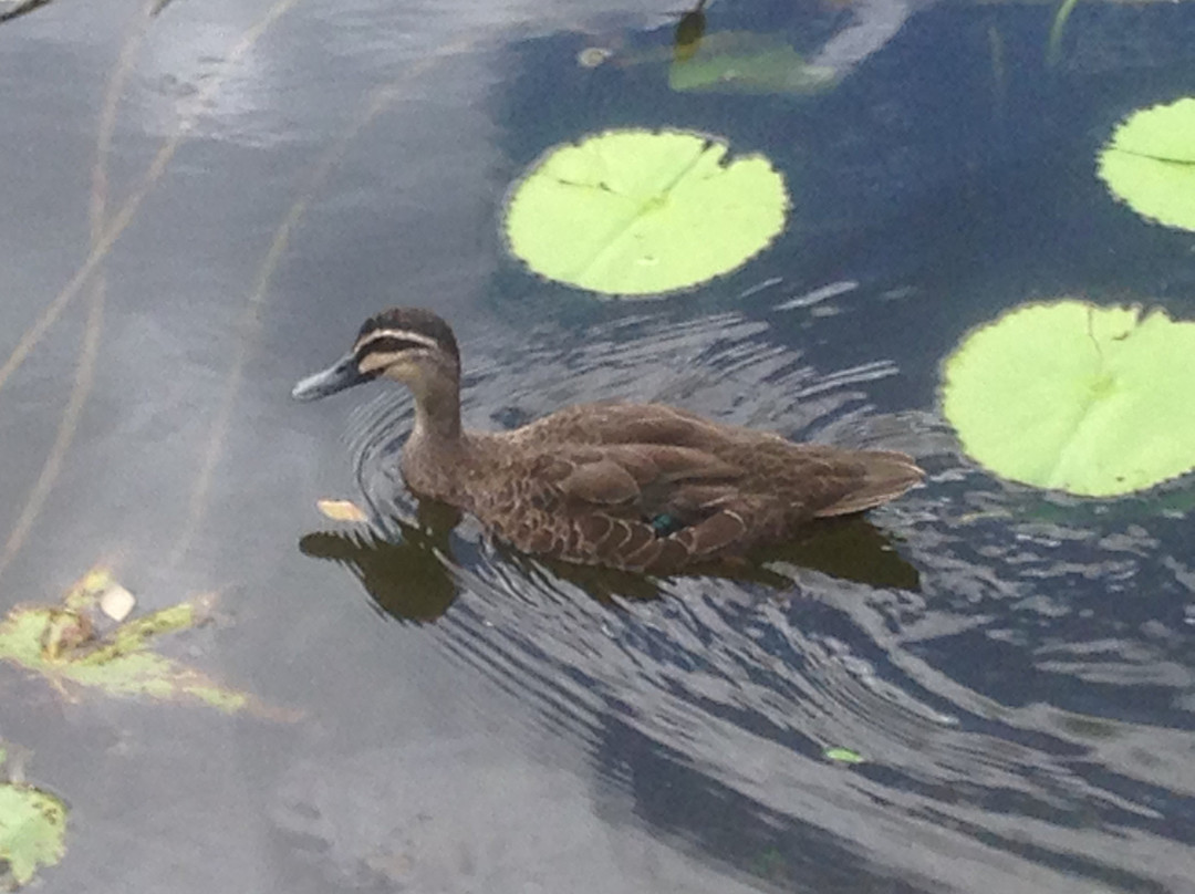 Kyabram Fauna Park-Kyabram必去景点