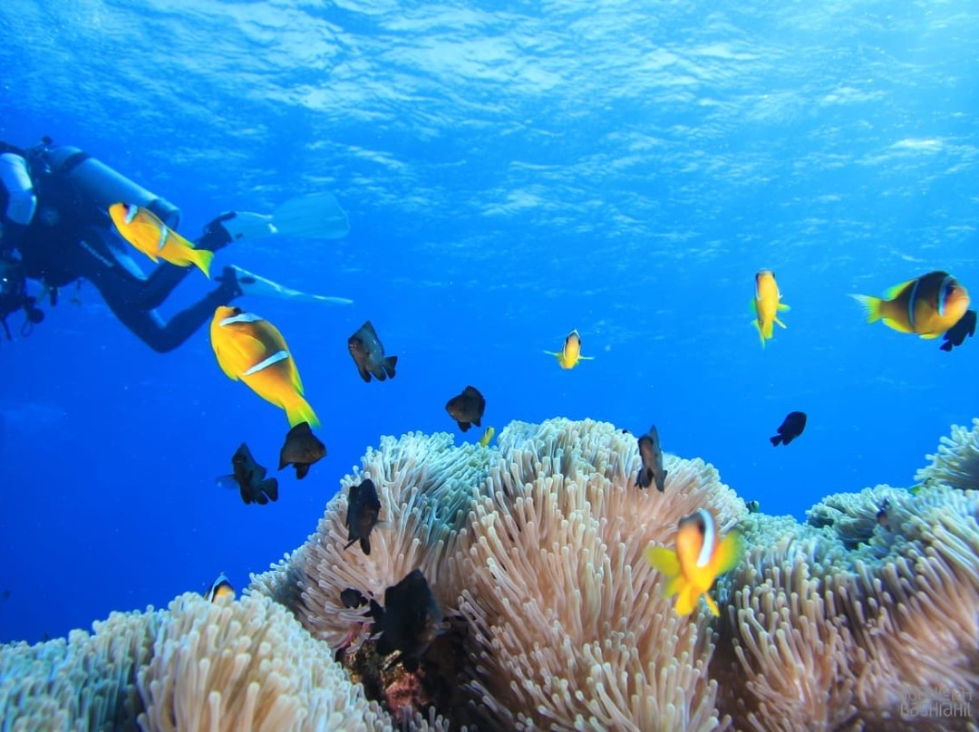 Dolphin Diver-Yanbu必去景点