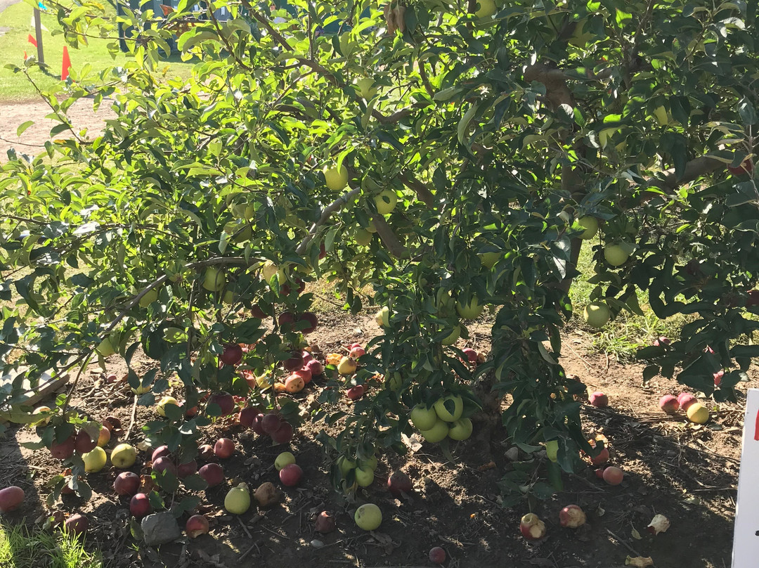 Crane Orchards Upick and Corn Maze景点图片
