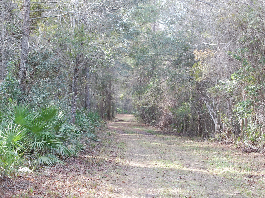 Withlacoochee State Forest景点图片