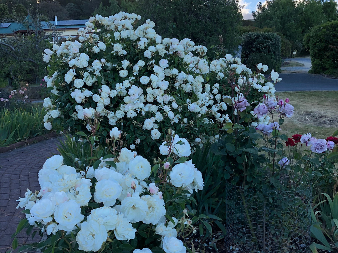 Jensens Bed and Breakfast主图