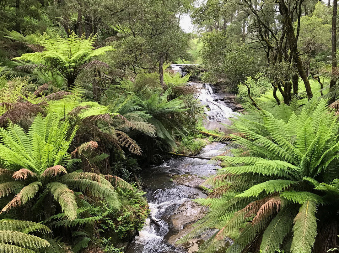Turton Creek reserve-福斯特必去景点