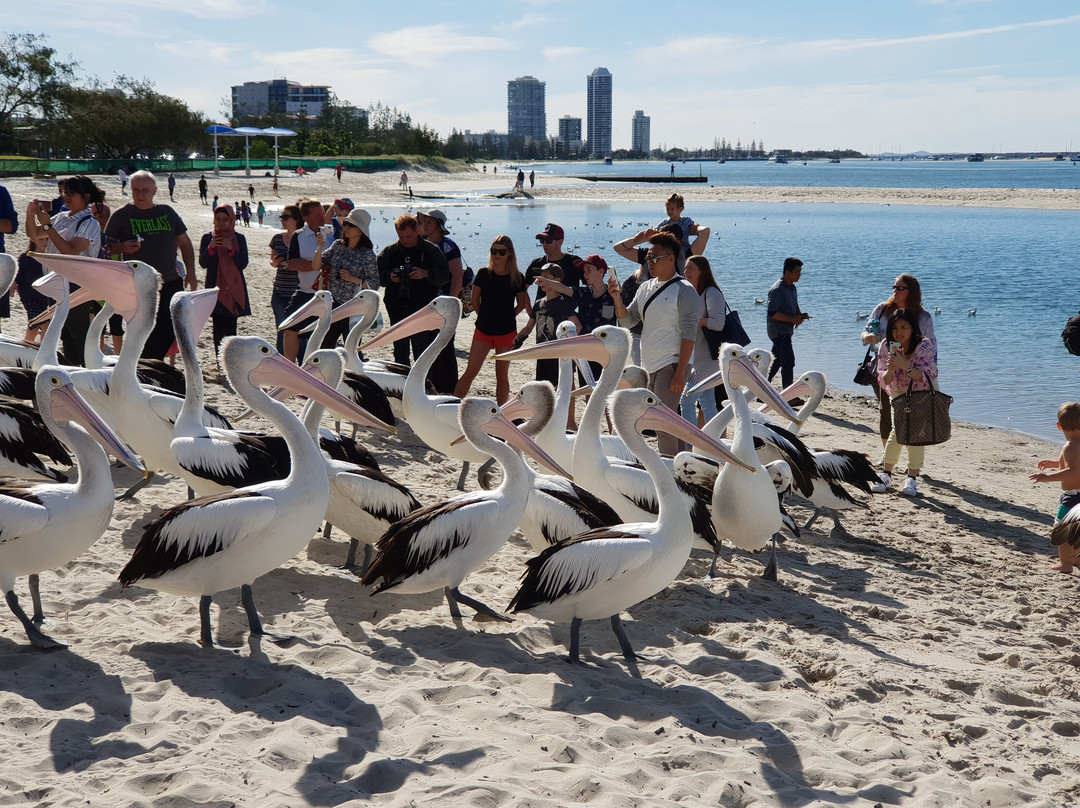 Pelican Feeding-拉布拉多必去景点