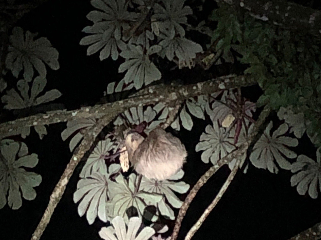 Coffee'N Jungle Night Tour-蒙特沃德必去景点