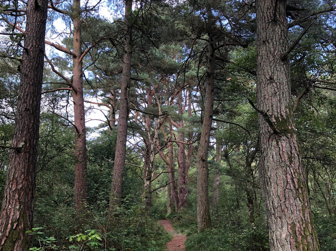Kirkconnell Flow Nature Reserve-邓弗里斯-加洛韦必去景点