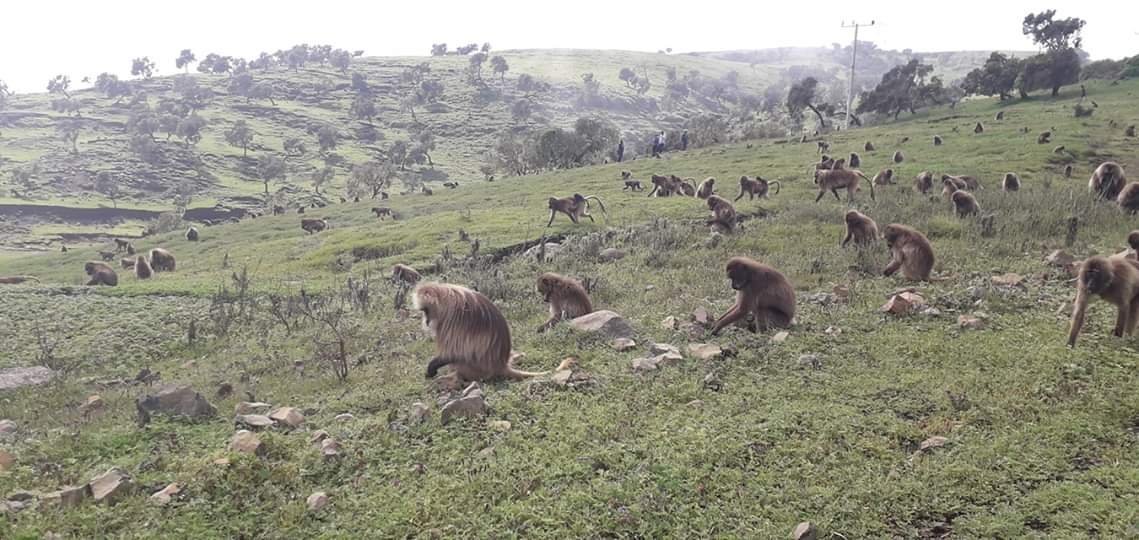 Lalibela Roha Home Stay-官方