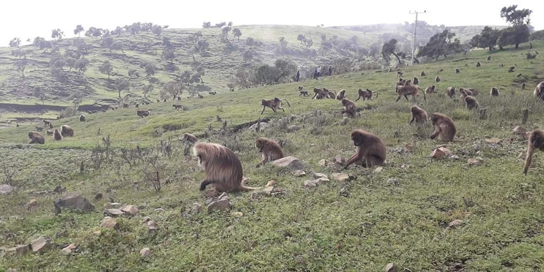 Weldiya旅游攻略图片