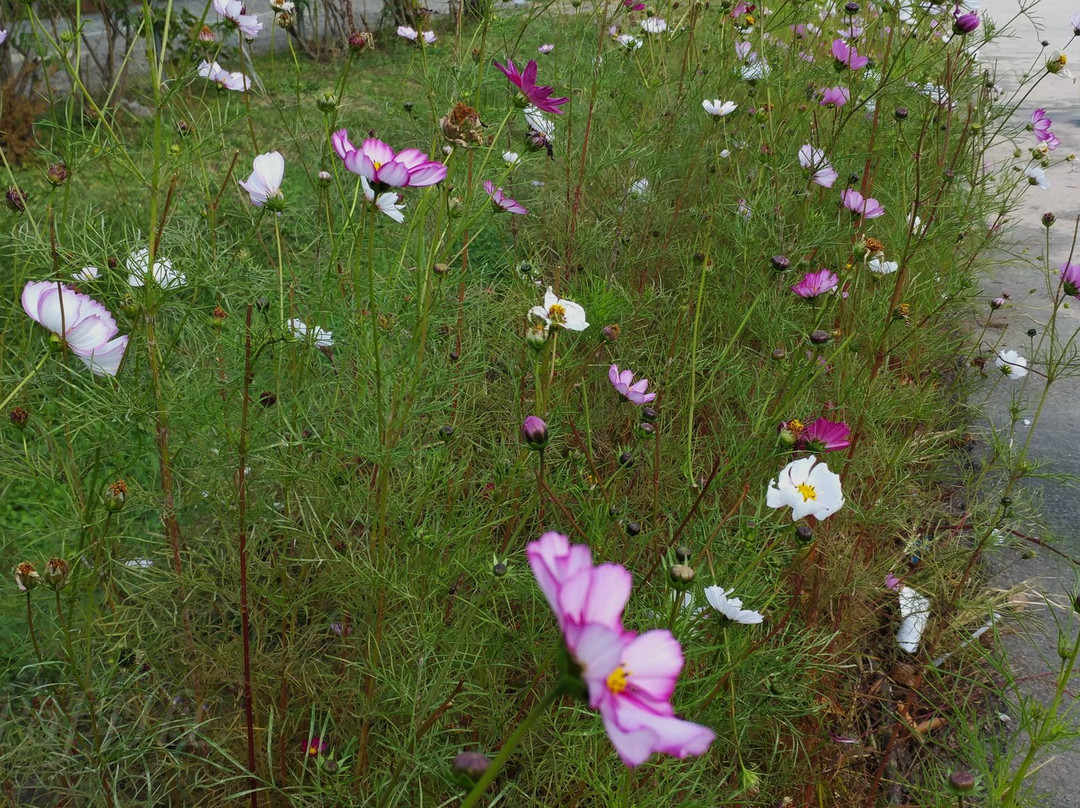 Guri Hangang Park (Cosmos Park)