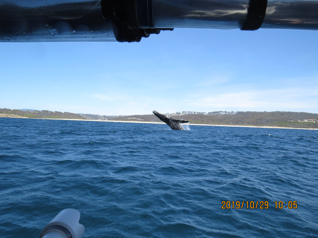GoWhaleWatching Merimbula-梅林布拉必去景点