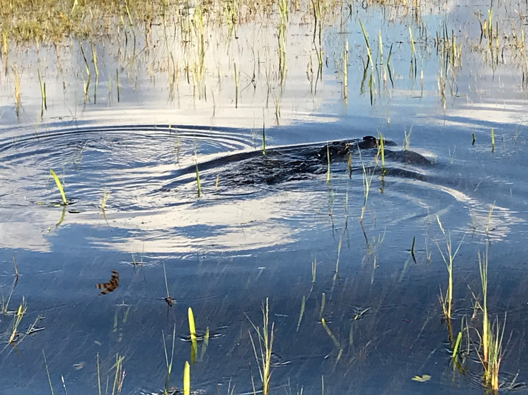 Tippy's Outpost Airboat Rides-奥乔皮必去景点