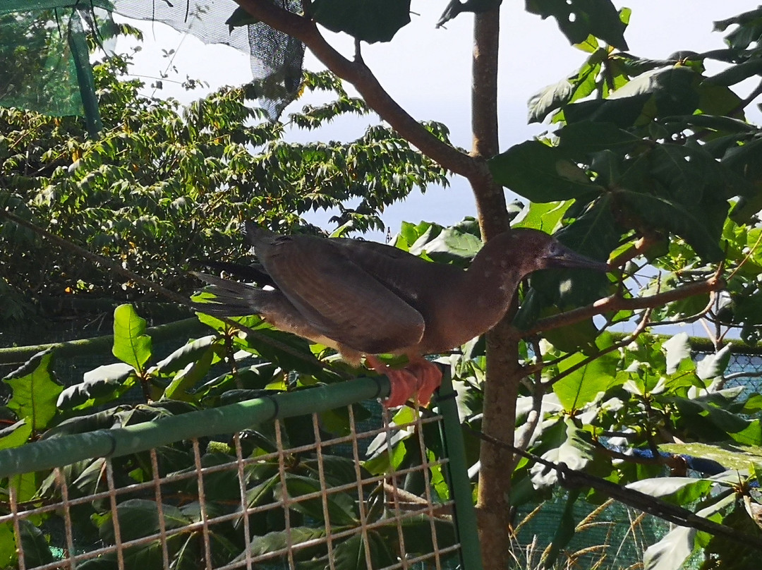 National Park Bird Feeding-圣诞岛必去景点