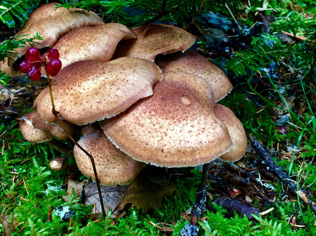 Cape Split Hiking Trail-Scots Bay必去景点