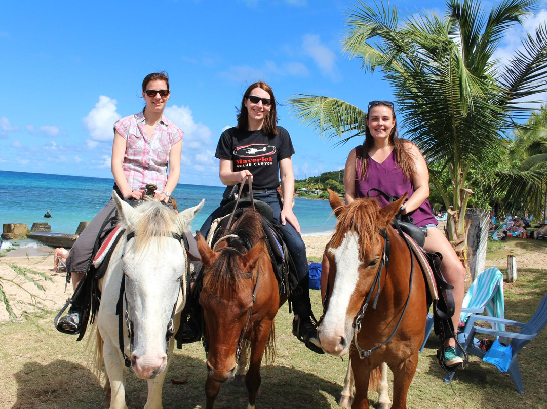 Horseback Riding St. Croix with Equus Rides景点图片