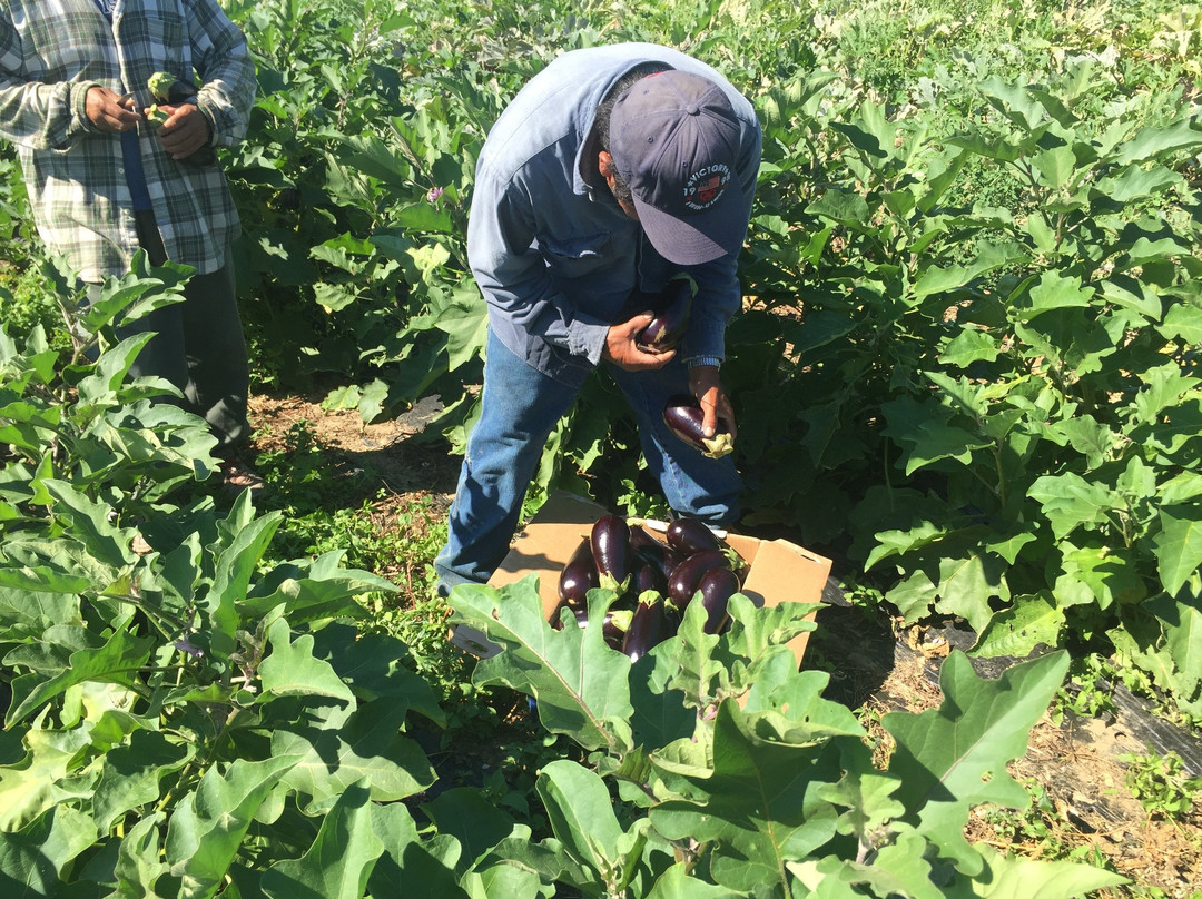 Almeida's Vegetable Patch-Swansea必去景点