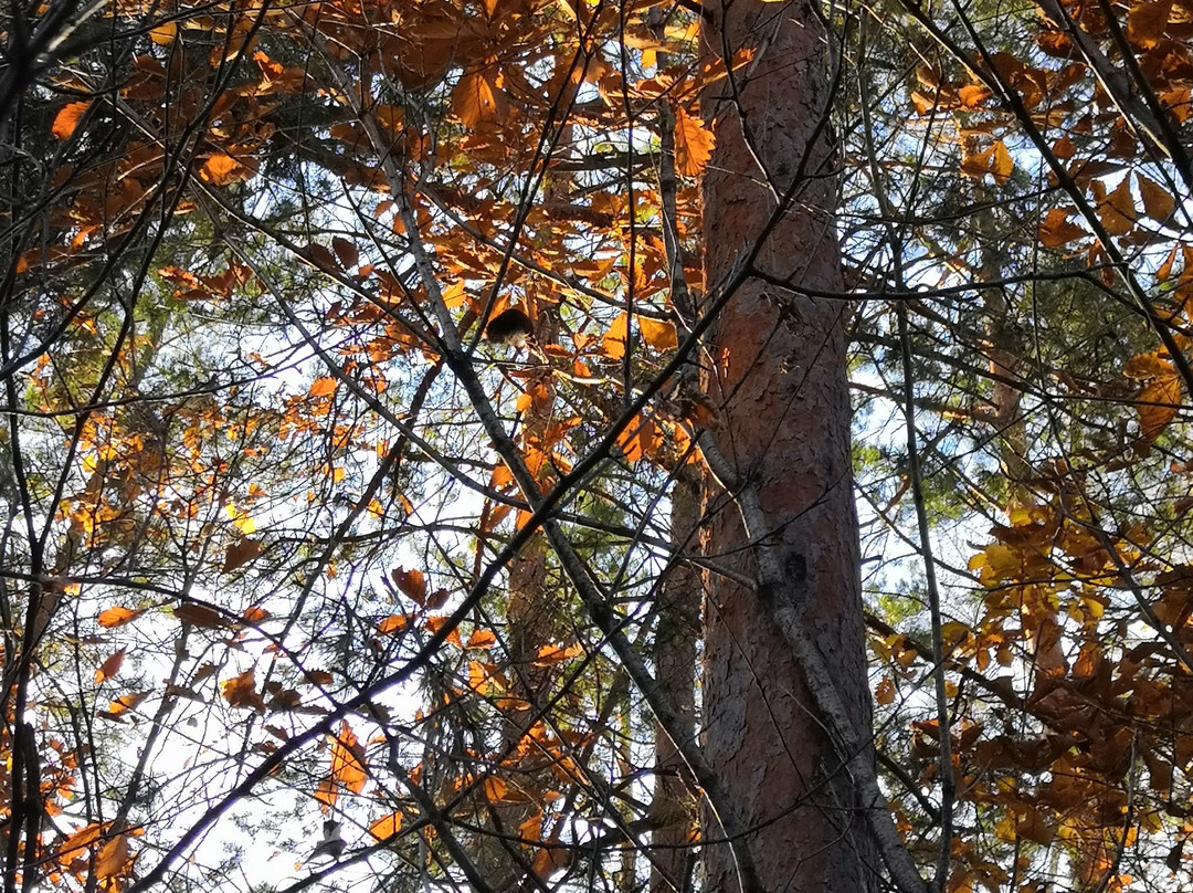 Khabarovsk Arboretum-哈巴罗夫斯克必去景点