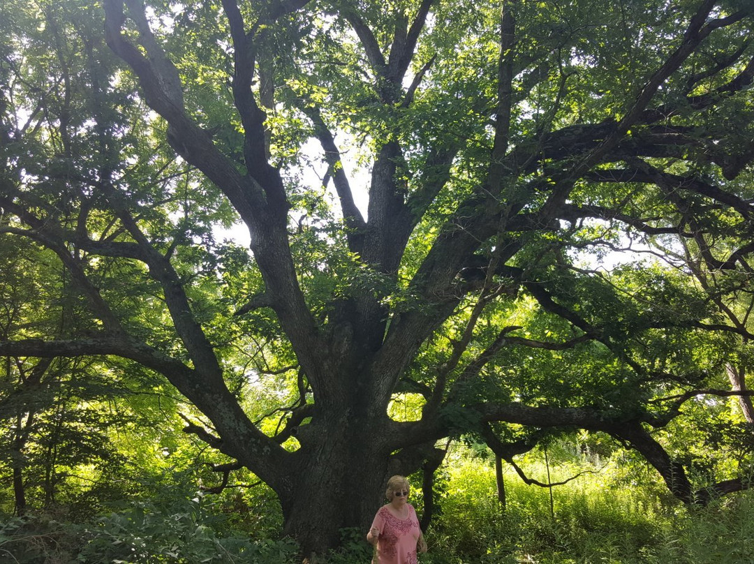 Rossville旅游景点-Moyer Gould Woods