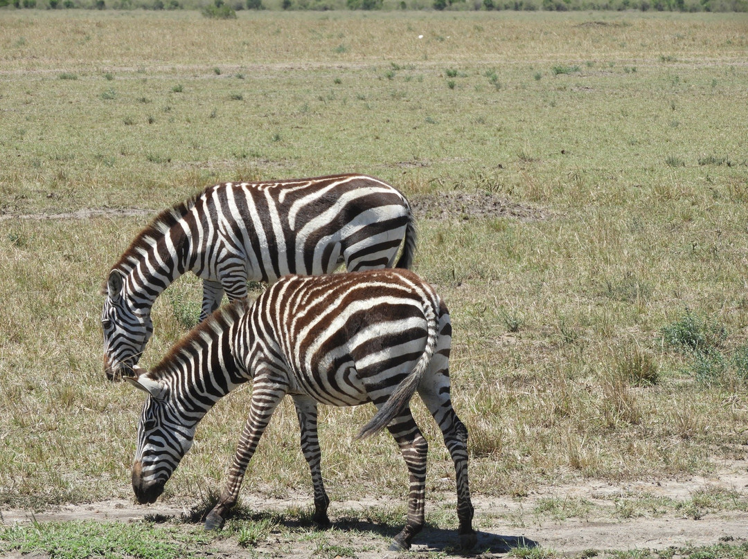 Deep Forest safari-Thika必去景点