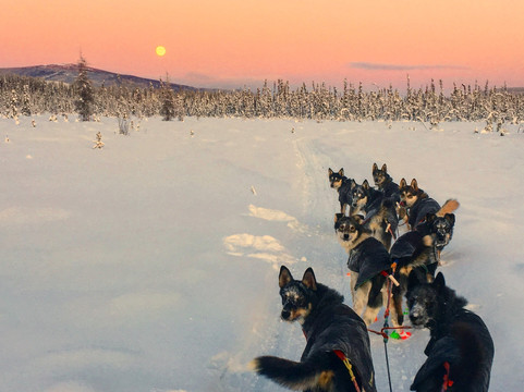 Black Spruce Dog Sledding-费尔班克斯必去景点