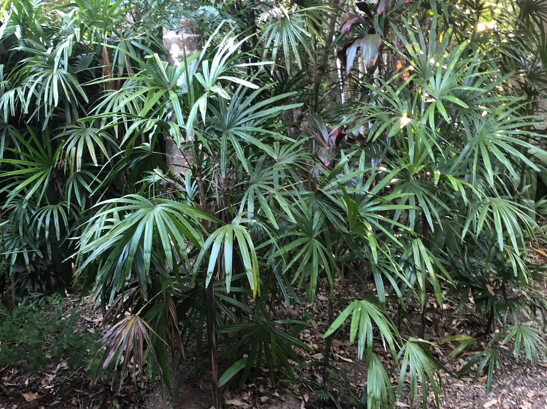 细得公园雨林度假村主图