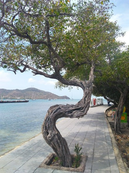 Santa Catalina Island旅游攻略图片