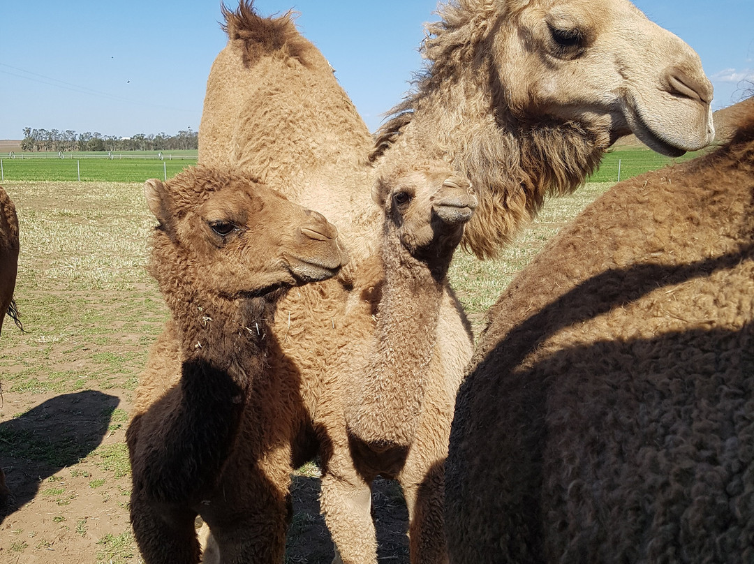 Camel Milk NSW-Muswellbrook必去景点
