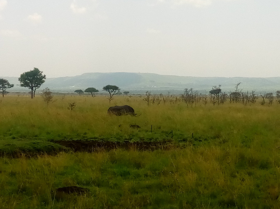 Ruma National Park-Homa Bay必去景点