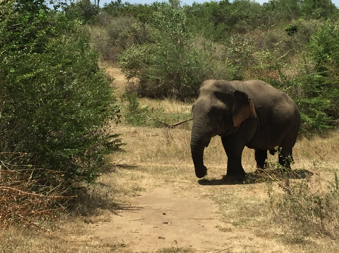 Visit Udawalawe National Park景点图片