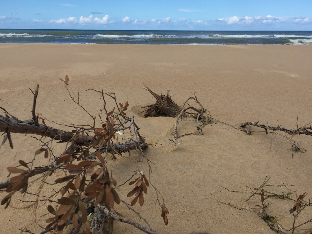Reeeves Beach-Woodside必去景点