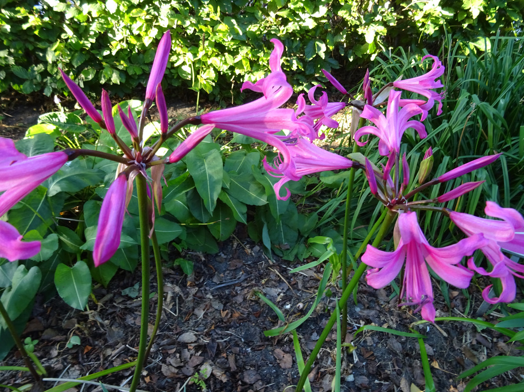 Botanische Tuin Dr. Costerus景点图片