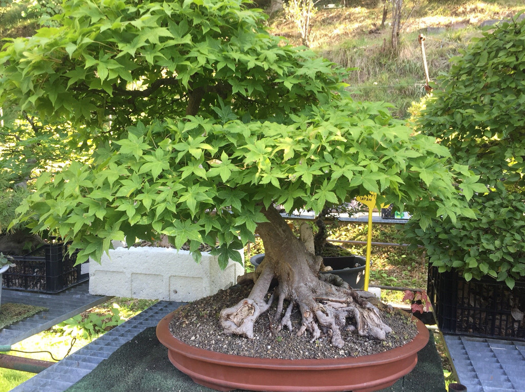Giardino Museo Bonsai della Serenità景点图片