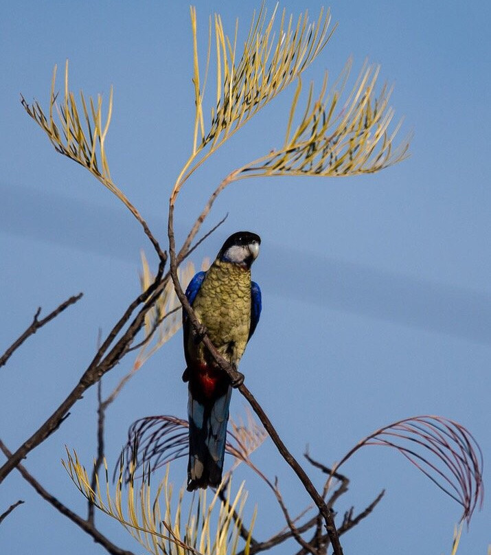 Tracks Birding & Photography Tours-达尔文市必去景点