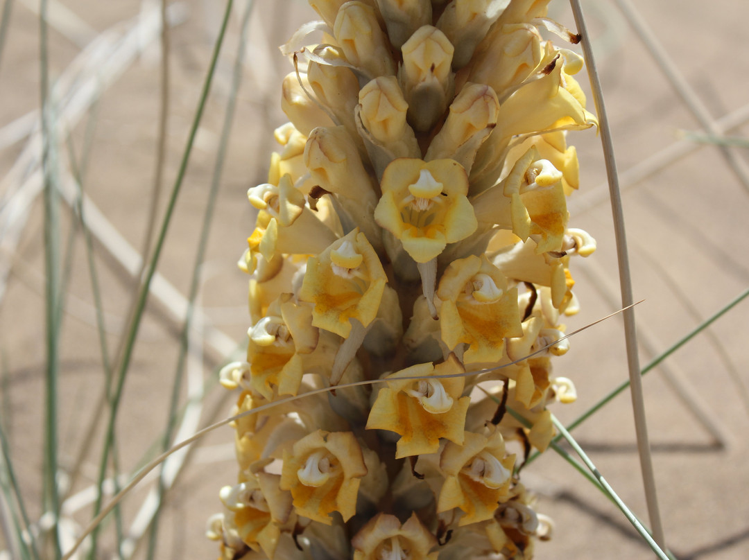 Maranjab Camp-卡尚必去景点