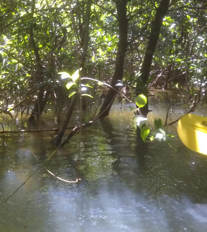 Gesashi Bay's Mangrove Forest景点图片