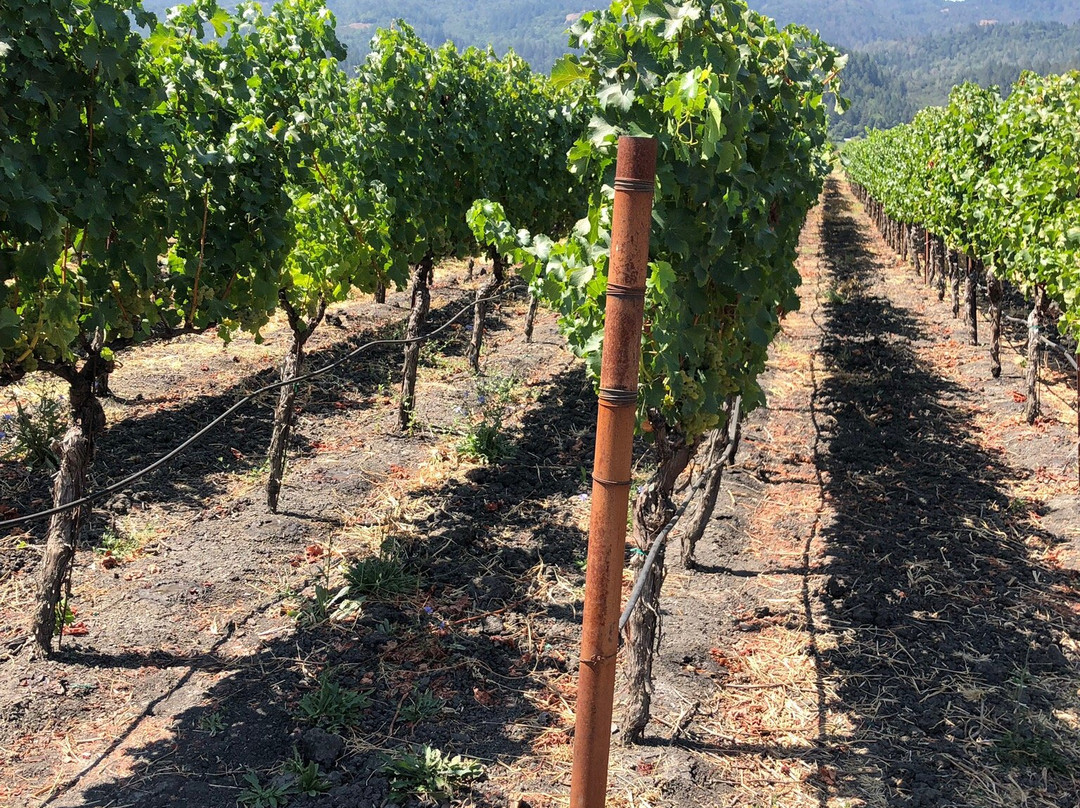 Provenance Vineyards景点图片