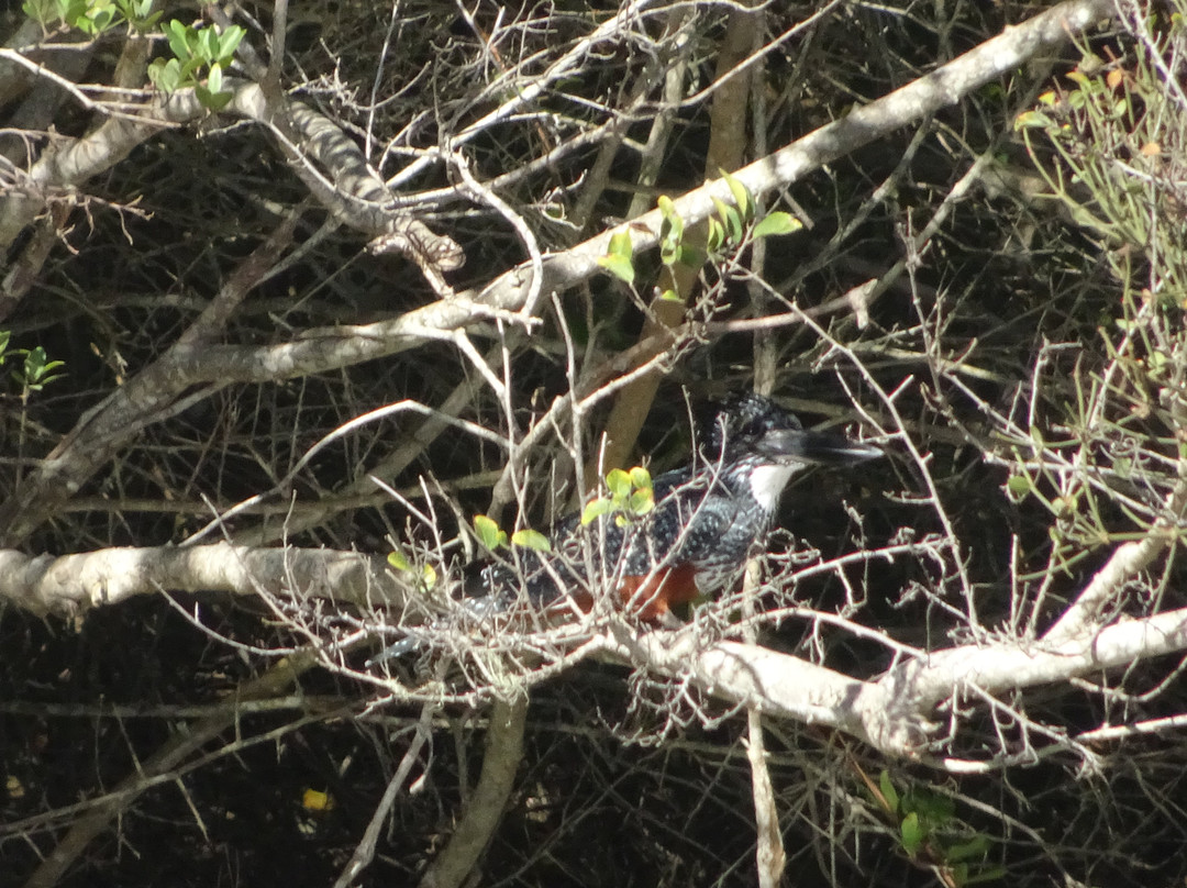 Keurbooms River Ferries Closure Notice-普利登堡湾必去景点