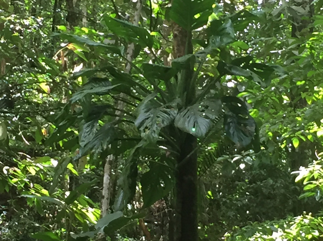 Unique Tours Tobago -Tours景点图片