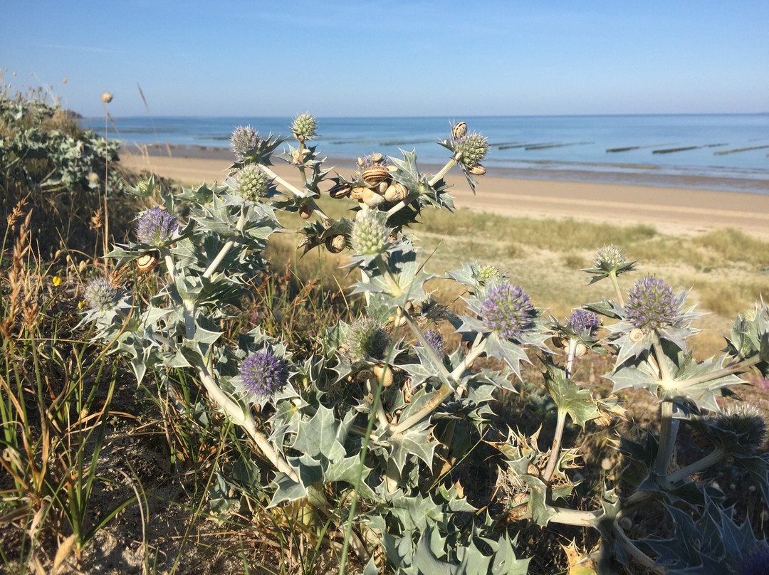 Plage Saint-Martin-de-Bréhal景点图片