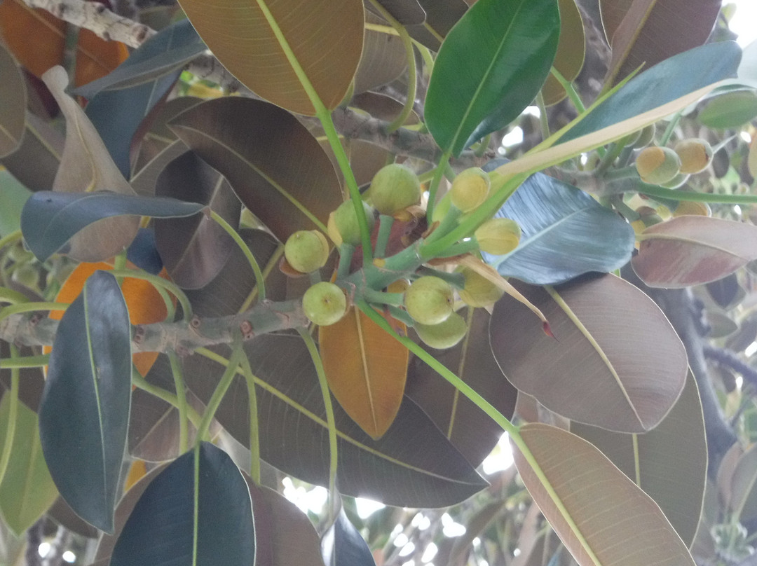 Moreton Bay Fig tree景点图片