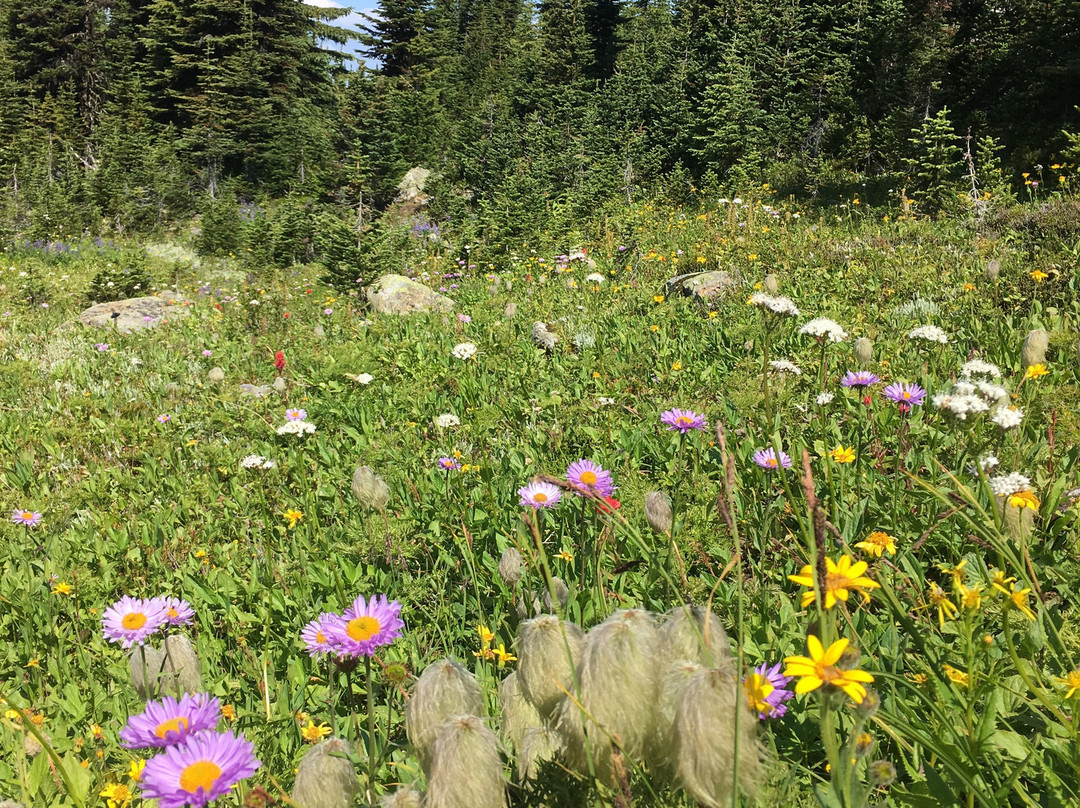 Wells Gray Provincial Park景点图片