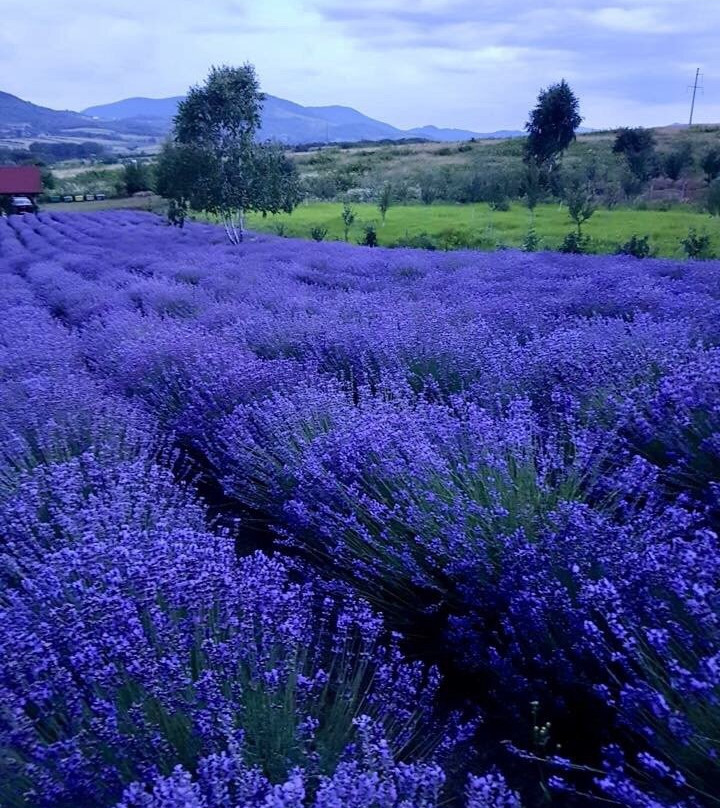 Lavanda Oas-Satu Mare必去景点