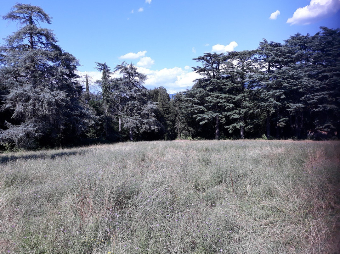 Parco del Castello di Sammezzano景点图片